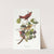 Summer red bird by John James Audubon