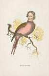 Sun Bird (James S. Wallace) (1851)