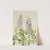 Sun Dial Lupine (Lupinus perennis) (1919) by Mary Vaux Walcott
