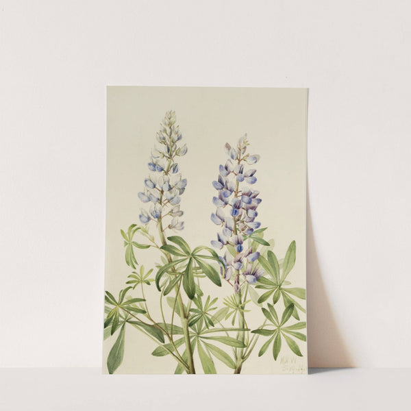 Sun Dial Lupine (Lupinus perennis) (1919) by Mary Vaux Walcott