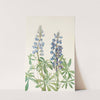 Sun-dial Lupine. (Lupinus perennis) (1925) by Mary Vaux Walcott