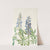 Sun-dial Lupine. (Lupinus perennis) (1925) by Mary Vaux Walcott