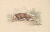 Sunda Stink Badger (1837)