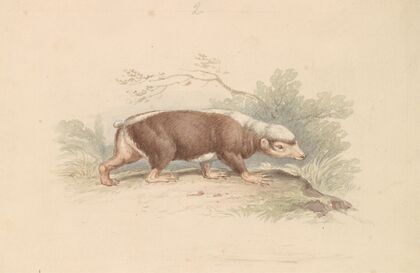 Sunda Stink Badger (1837)
