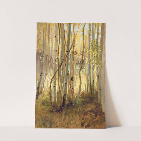 Sunlit Birch Forest by Hamilton Hamilton