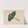 Sunshade by Christabel Scrymser