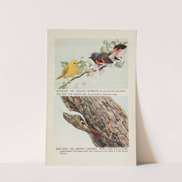 Sunshine the Yellow Warbler, Zee-Zee the Redstart, Seep-Seep the Brown Creeper by Louis Agassiz Fuertes