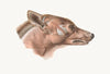 Superficial facial muscles of Canis lupus