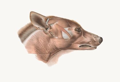Superficial facial muscles of Canis lupus