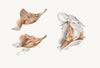 Superficial facial muscles of Echidna