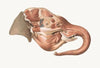 Superficial muscles of right side of the Elephant’s head