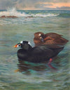 Surf-Scoter (1913)