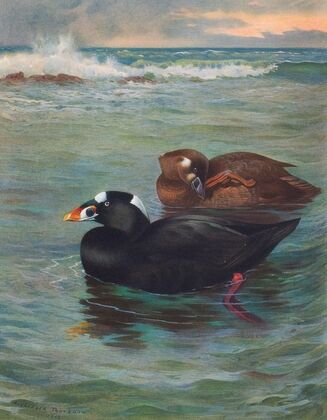 Surf-Scoter (1913)