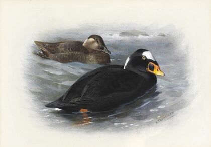 Surf Scoter