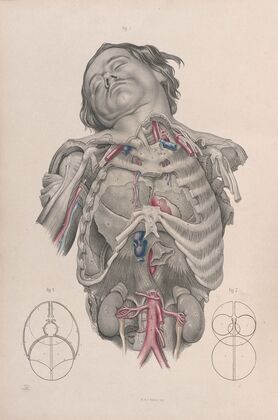 Surgical anatomy Pl.01 (1856)
