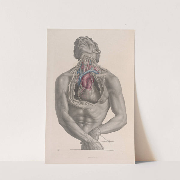 Surgical anatomy Pl.03 (1856) by Joseph Maclise