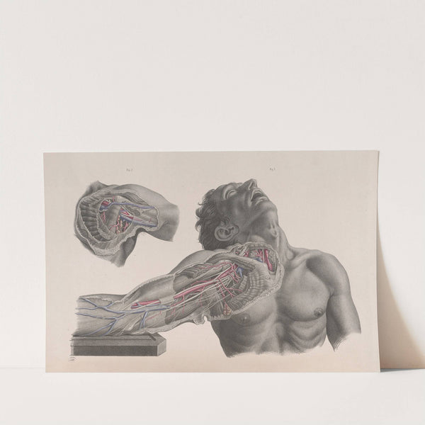 Surgical anatomy Pl.09 (1856) by Joseph Maclise