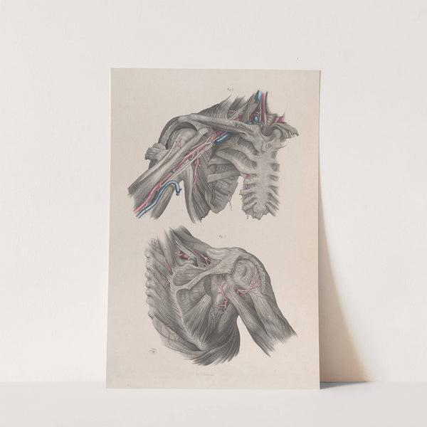 Surgical anatomy Pl.11 (1856) by Joseph Maclise