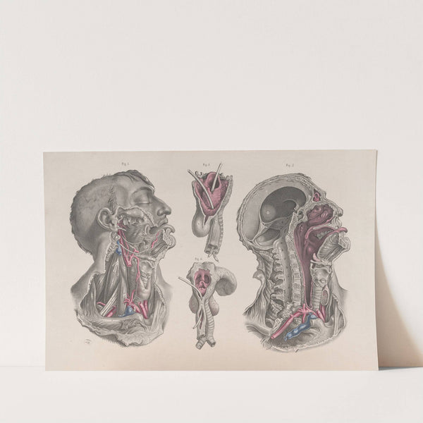 Surgical anatomy Pl.20 (1856) by Joseph Maclise