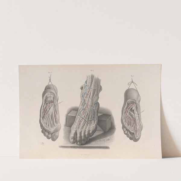 Surgical anatomy Pl.51 (1856) by Joseph Maclise