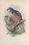 Surnia funerea. Hawk Owl. (1862-1873)