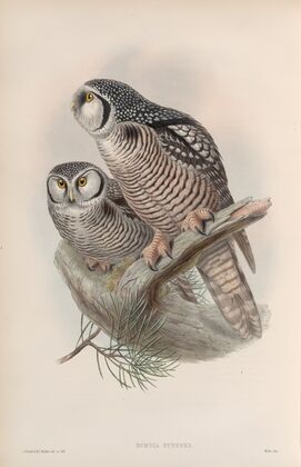 Surnia funerea. Hawk Owl. (1862-1873)