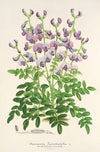 Swainsona lessertiaefolia