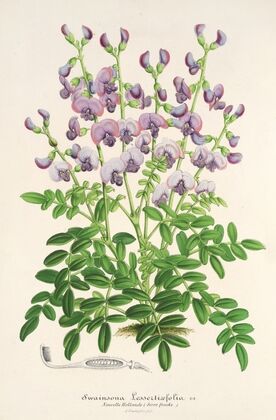 Swainsona lessertiaefolia