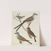 Swallow-tailed Flycatcher, Arkansas Flycatcher, Say’s Flycatcher, and Female Golden-crested Wren by Alexander Lawson