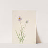 Swamp Aster (Aster paludosus) (1922) by Mary Vaux Walcott
