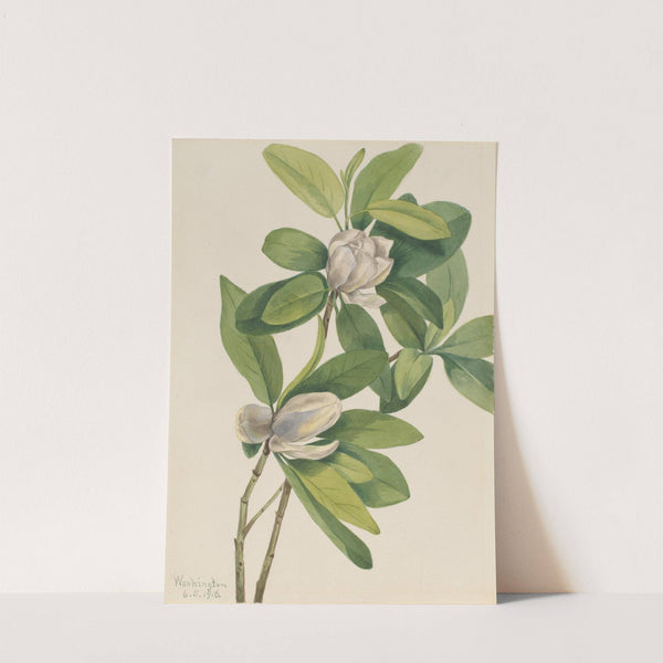 Swamp Magnolia (Magnolia virginiana) (1918) by Mary Vaux Walcott