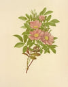 Swamp Rose (1887)
