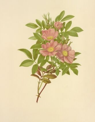Swamp Rose (1887)