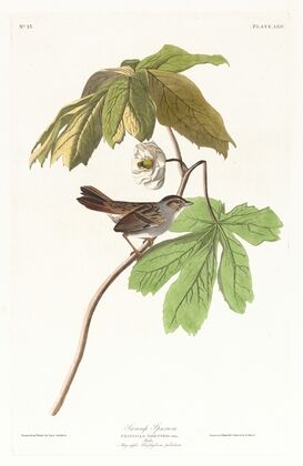 Swamp sparrow