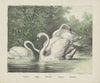 Swans (1829-1880)