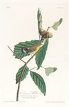 Swanson’s warbler