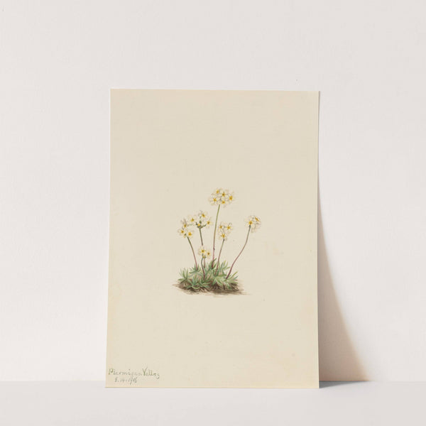 Sweet Androsace (Androsace carinata) (1916) by Mary Vaux Walcott