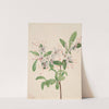 Sweet Azalea (Azalea arborescens) (1921) by Mary Vaux Walcott