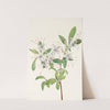 Sweet Azalea. (Azalea arborescens) (1925) by Mary Vaux Walcott