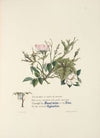 Sweet briar, eglantine, and vine