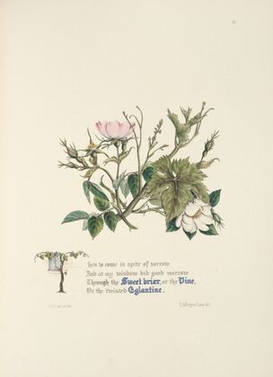 Sweet briar, eglantine, and vine