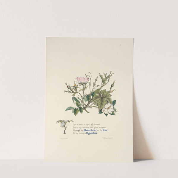 Sweet briar, eglantine, and vine by Jane Elizabeth Giraud
