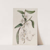 Sweet Club-stemmed Dendrobium (1815-1819) by Sydenham Edwards