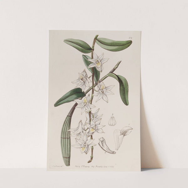 Sweet Club-stemmed Dendrobium (1815-1819) by Sydenham Edwards