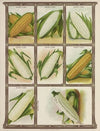 Sweet Corn (1921)