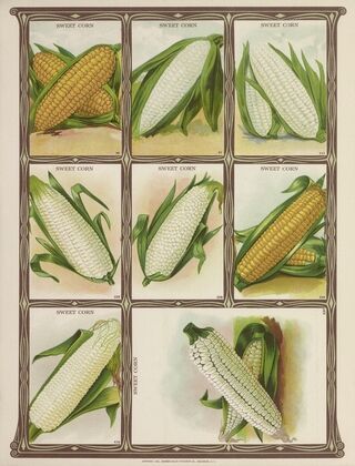 Sweet Corn (1921)