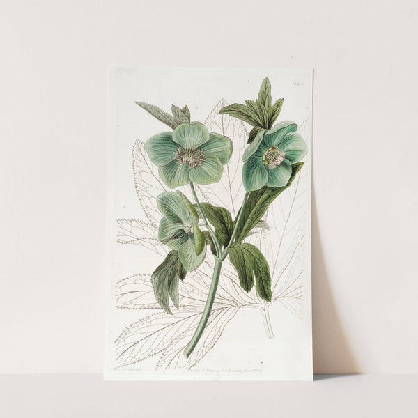 Sweet Hellebore (1815-1819) by Sydenham Edwards