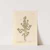 Sweet marjoram by Elizabeth Blackwell