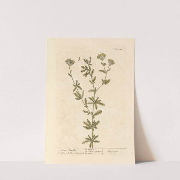 Sweet maudlin by Elizabeth Blackwell