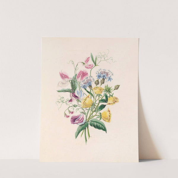 Sweet Pea, Bluebottle Centaury, And Evening Primrose by James Ackerman